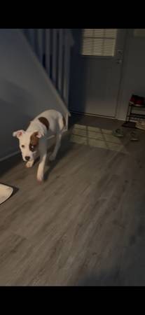 Lost Dog in Doswell