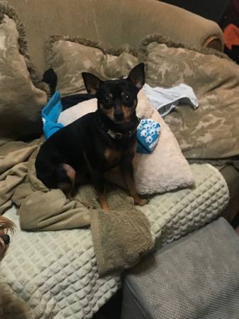 Found dog