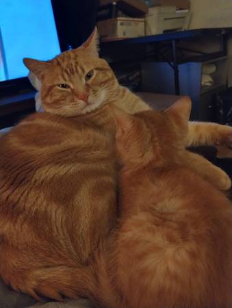 Lost cat