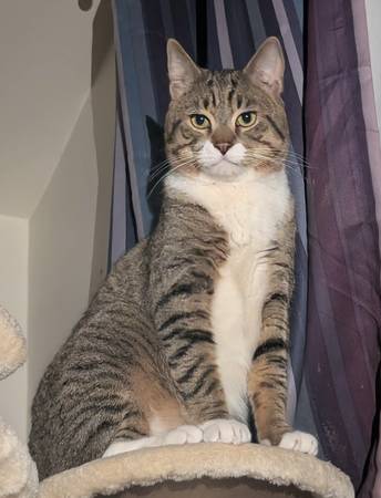 Lost cat