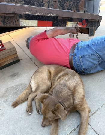 Lost dog