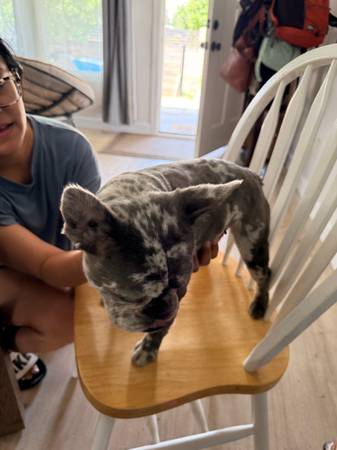 Found dog
