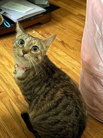 Lost Cat in Jordan