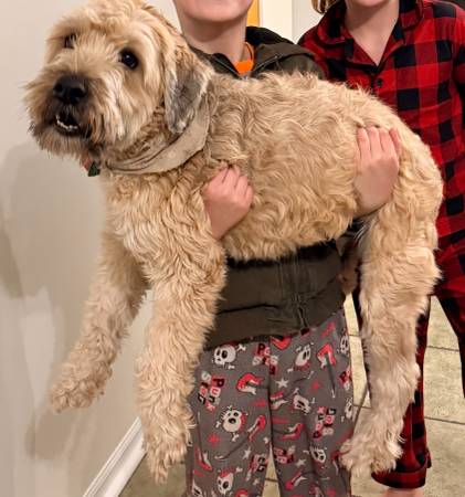 Lost Dog in Barrington