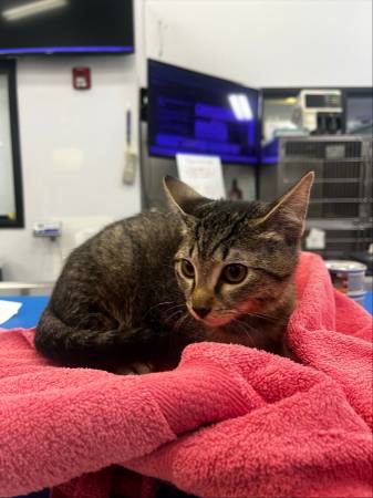 Found cat