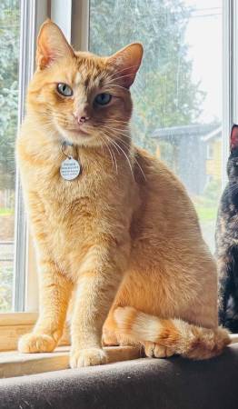 Lost cat