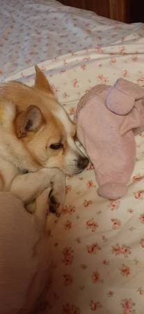 Lost dog