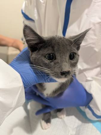 Found cat