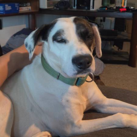 Lost Dog in Forest City