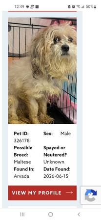 Found dog