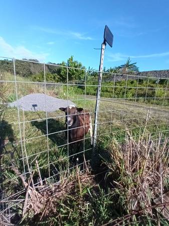 Found sheep