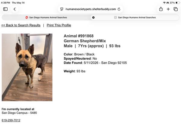 Found dog