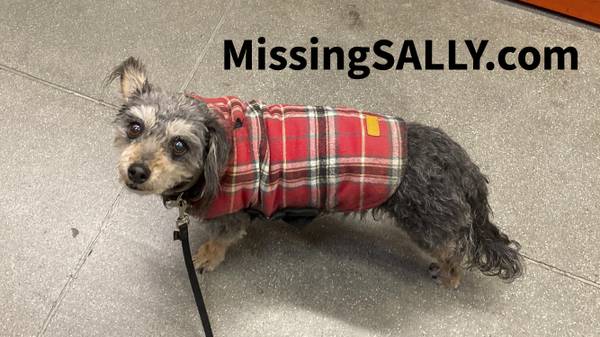 Lost pet