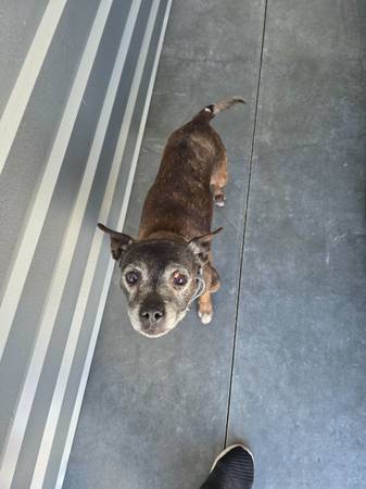 Found dog