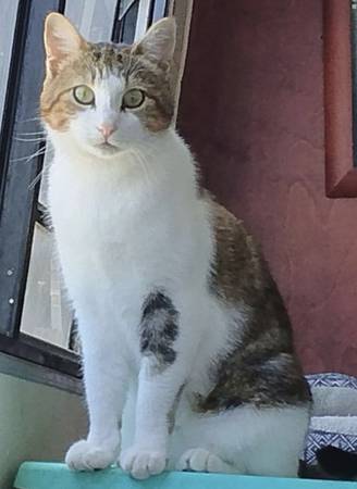 Lost Cat in Gold Beach