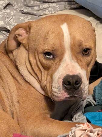 Lost Dog in Hiwassee