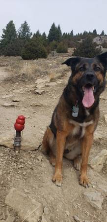 Lost dog
