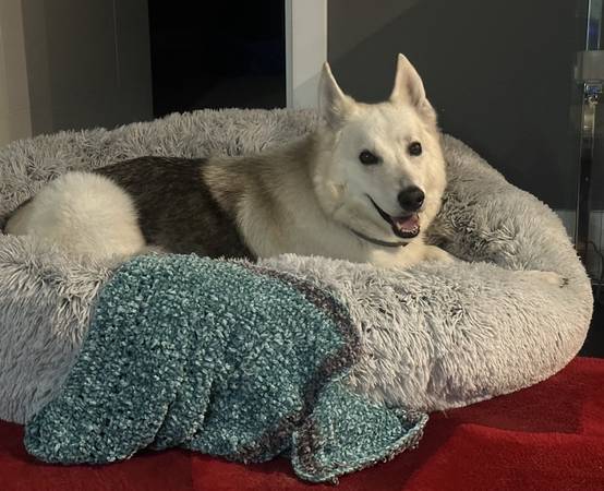 Lost dog