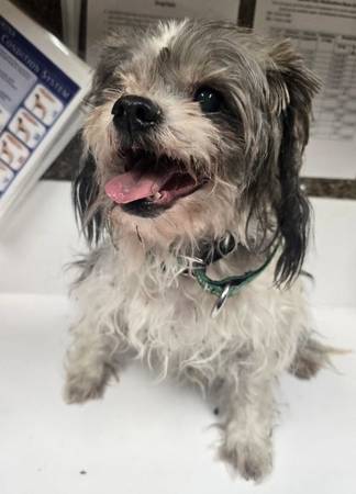 Found Dog in Eugene