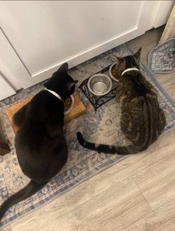 Lost Cat in Missouri