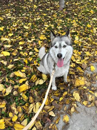 Lost Dog in Carson