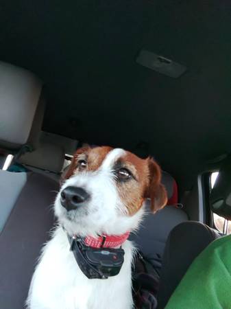 Lost dog