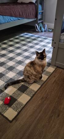 Lost Cat in Colburn