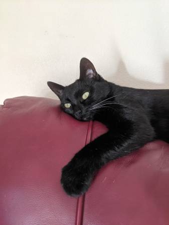 Lost cat