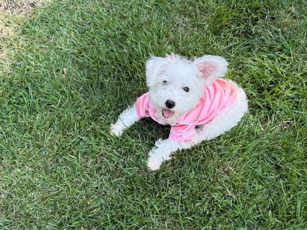 Lost dog