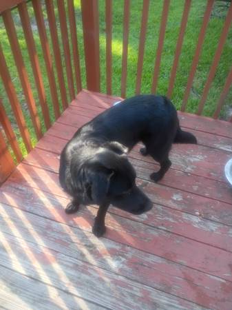 Found dog