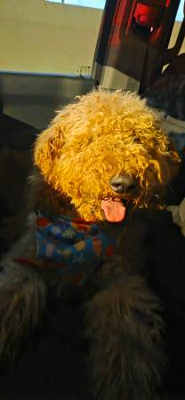 Found dog