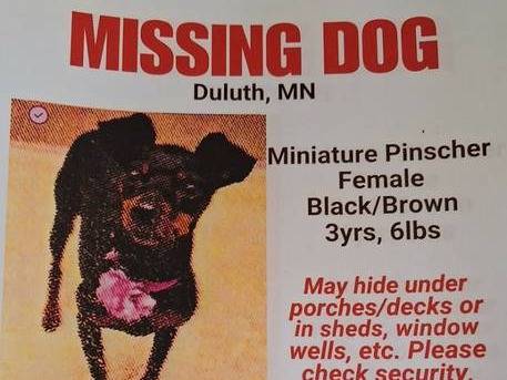 Lost dog