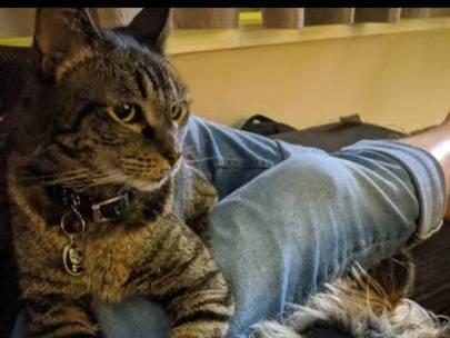 Lost cat