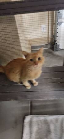 Found cat