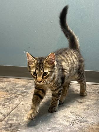 Found cat