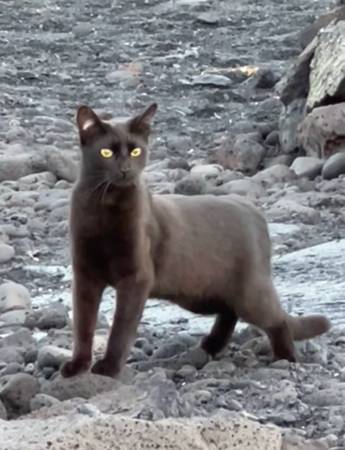 Lost cat