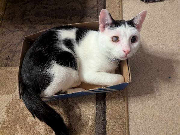 Found Cat in Burke