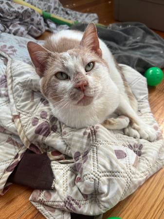 Found cat