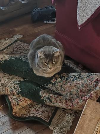Lost rug