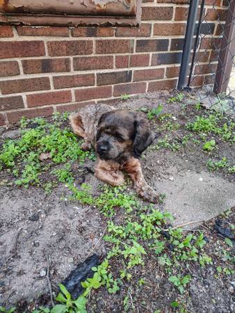 Found dog