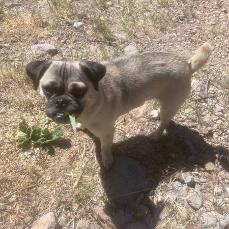 Lost Dog in Wolf'S Flea Market