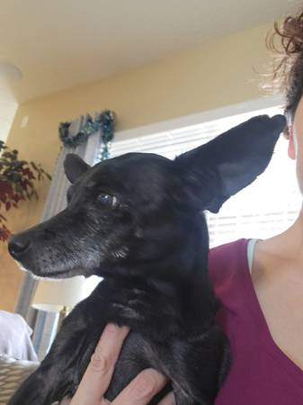 Lost dog
