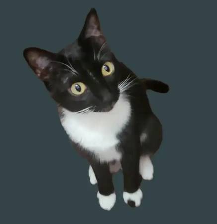 Lost Cat in Vancouver