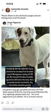 Lost dog