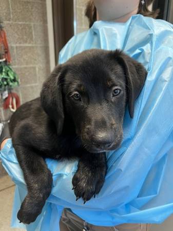 Found dog