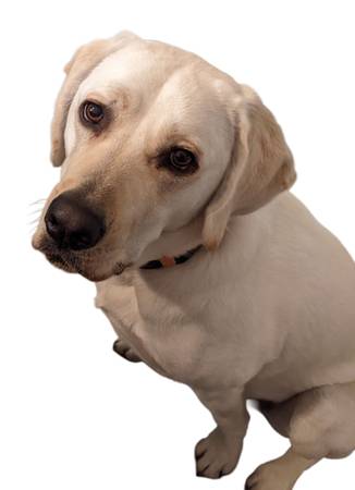 Lost dog