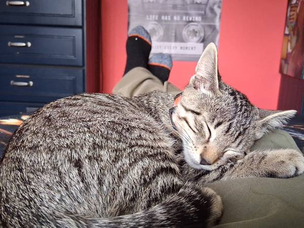Lost cat
