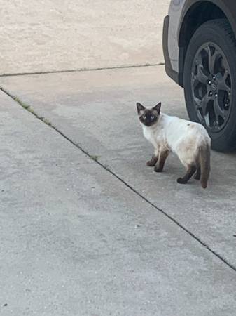 Found cat