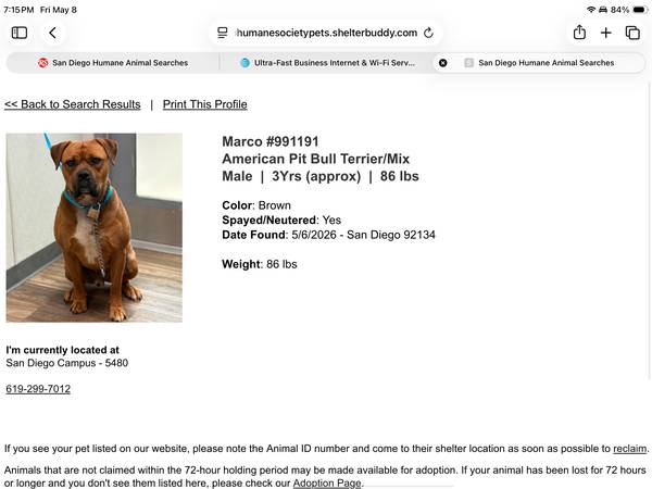 Found dog