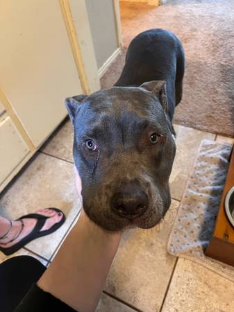 Found dog